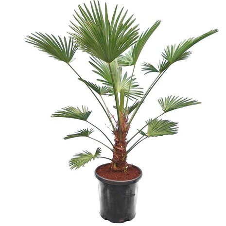 Trachycarpus Wagnerianus Frosty stam 20-25 cm