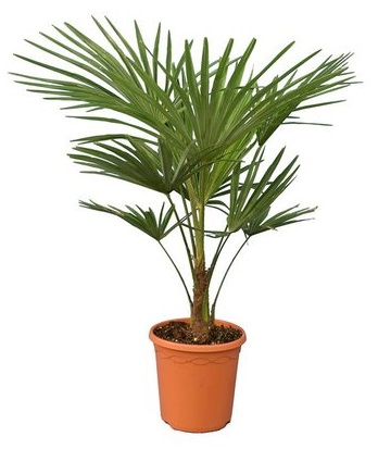 Trachycarpus Fortunei stam 10-20 cm