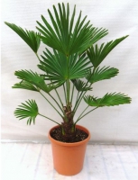 Trachycarpus Wagnerianus Frosty stam 15-20 cm