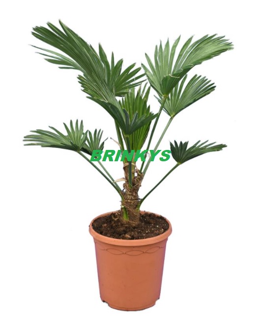 Trachycarpus Wagnerianus Frosty stam 10-15 cm