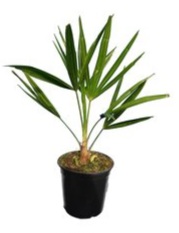 Trachycarpus Fortunei stam 00-10 cm