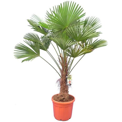 Trachycarpus Wagnerianus stam 70-80 cm (pallet)