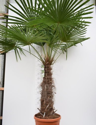 Trachycarpus Fortunei stam 90-100 cm (pallet)