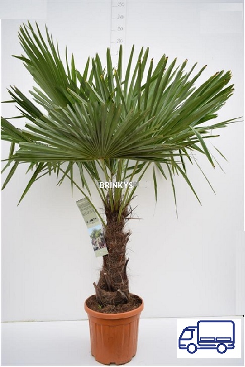 Trachycarpus Fortunei stam 50-60 cm (pallet)