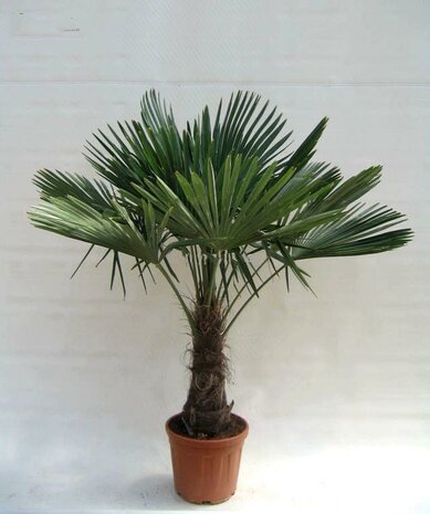 Trachycarpus Fortunei stam 60-70 cm (pallet)