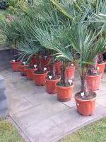 Trachycarpus Fortunei stam 20-25 cm